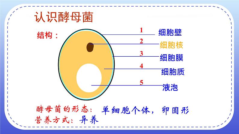 4.3《真菌》课件+教案07