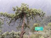 第一章第一节《尝试对生物进行分类》课件+教案