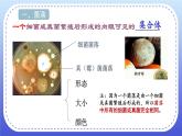 4.1《细菌和真菌的分布》课件+教案