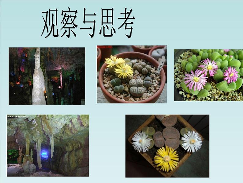 1.1.1生物的特征+课件    人教版生物七年级上册04