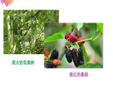 1.1.2調(diào)查周邊環(huán)境中的生物    課件   人教版生物七年級上冊