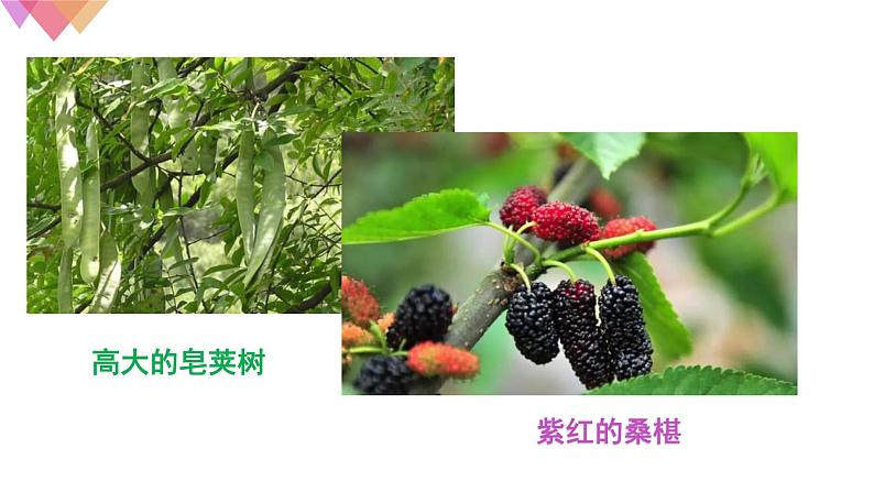 1.1.2调查周边环境中的生物    课件   人教版生物七年级上册第3页