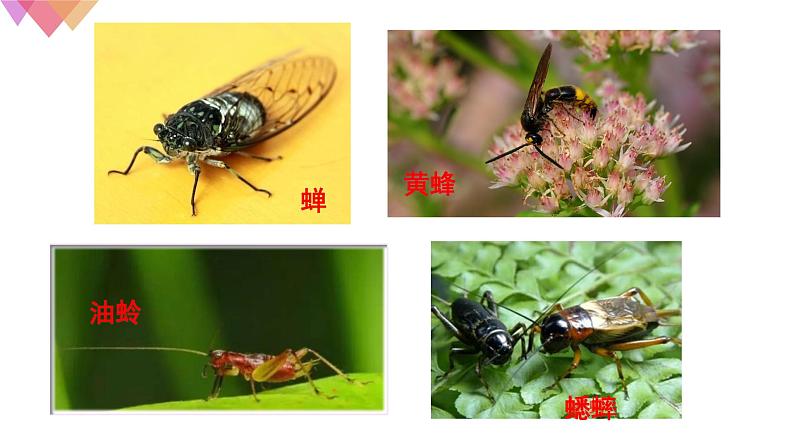 1.1.2调查周边环境中的生物    课件   人教版生物七年级上册第4页