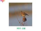 1.1.2調(diào)查周邊環(huán)境中的生物    課件   人教版生物七年級上冊