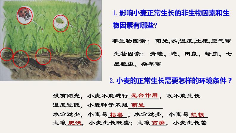 1.2.1生物与环境的关系 课件   人教版生物七年级上册07