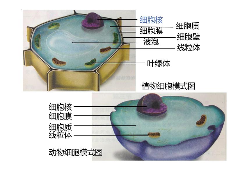 第二单元第一章第四节   细胞的生活    人教版生物七年级上册第1页