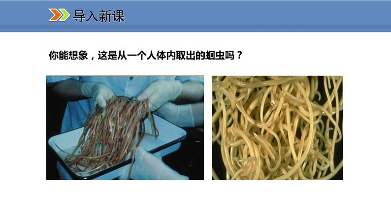 人教版生物八年级上册课件5.1.2 线形动物和环节动物02