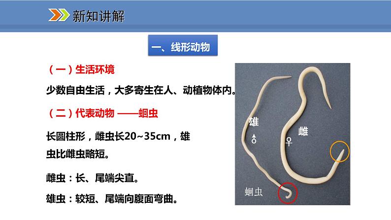 人教版生物八年级上册课件5.1.2 线形动物和环节动物03