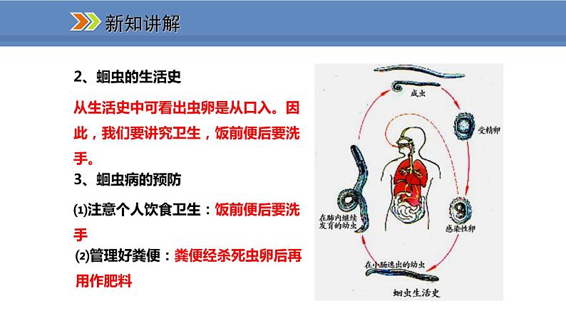 人教版生物八年级上册课件5.1.2 线形动物和环节动物05