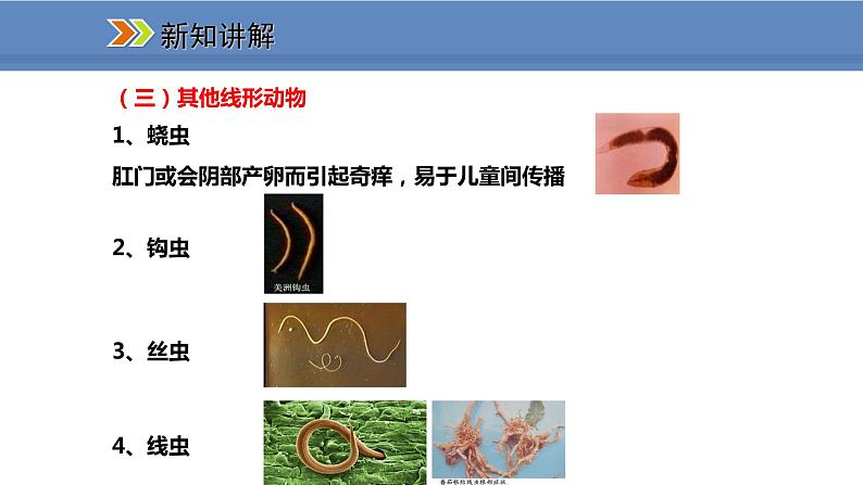 人教版生物八年级上册课件5.1.2 线形动物和环节动物06