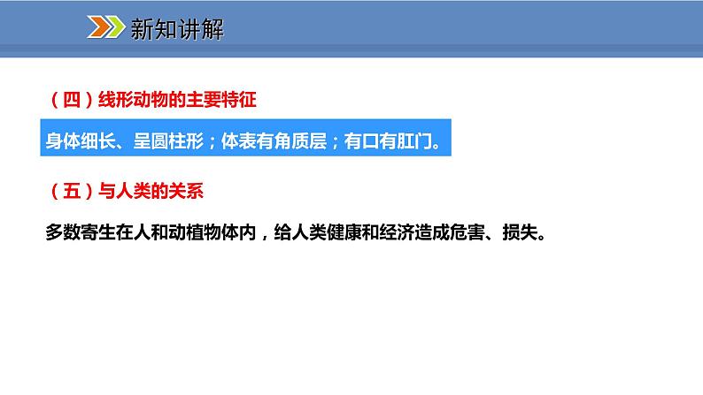 人教版生物八年级上册课件5.1.2 线形动物和环节动物07