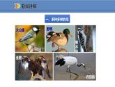人教版生物八年级上册课件5.1.6 鸟