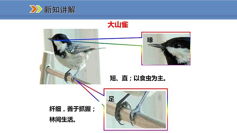 人教版生物八年级上册课件5.1.6 鸟04