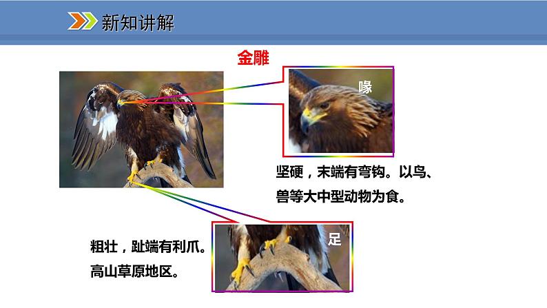 人教版生物八年级上册课件5.1.6 鸟05