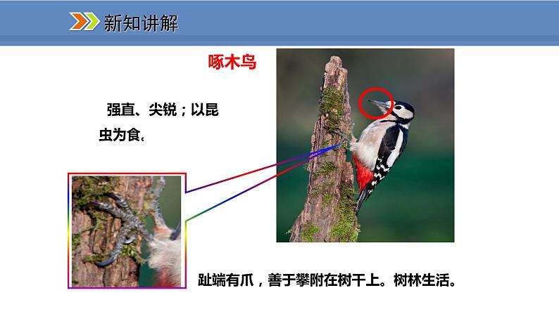 人教版生物八年级上册课件5.1.6 鸟07