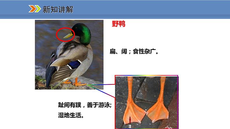 人教版生物八年级上册课件5.1.6 鸟08