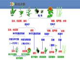 人教版生物八年级上册课件6.1.1  尝试对生物进行分类