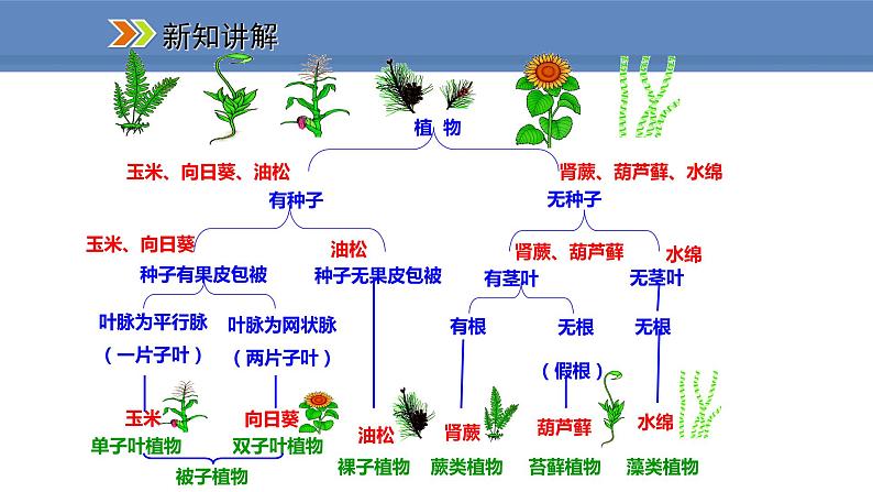 人教版生物八年级上册课件6.1.1  尝试对生物进行分类03