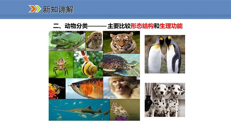 人教版生物八年级上册课件6.1.1  尝试对生物进行分类04