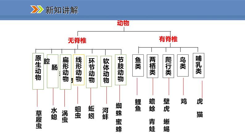 人教版生物八年级上册课件6.1.1  尝试对生物进行分类05