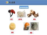 人教版生物八年级上册课件5.4.3 真菌