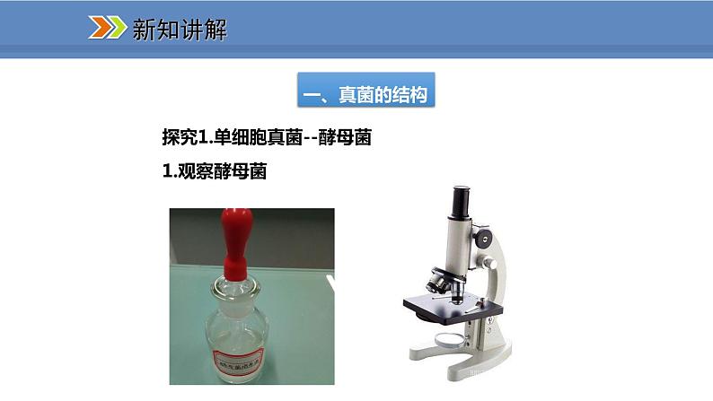 人教版生物八年级上册课件5.4.3 真菌03