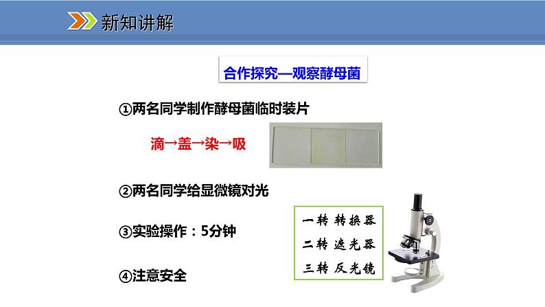 人教版生物八年级上册课件5.4.3 真菌04