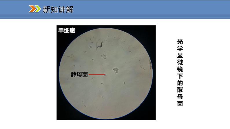 人教版生物八年级上册课件5.4.3 真菌05