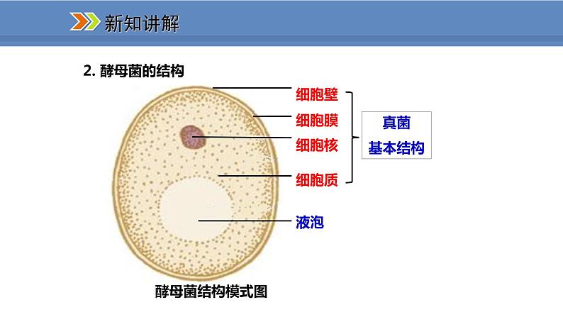 人教版生物八年级上册课件5.4.3 真菌06