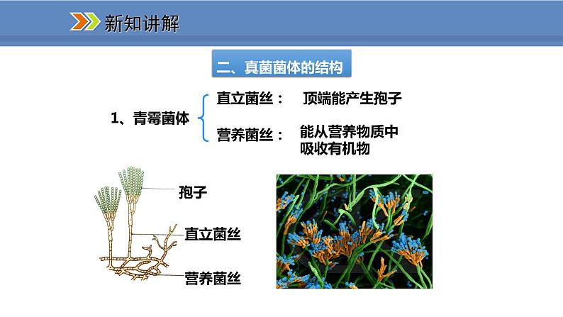 人教版生物八年级上册课件5.4.3 真菌07