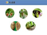 人教版生物八年级上册课件5.1.3 软体动物和节肢动物