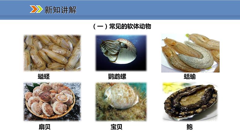 人教版生物八年级上册课件5.1.3 软体动物和节肢动物第5页