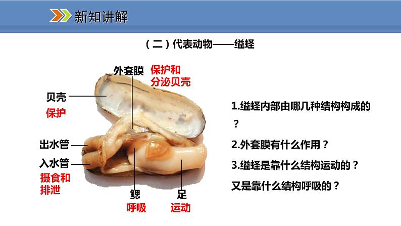 人教版生物八年级上册课件5.1.3 软体动物和节肢动物第6页