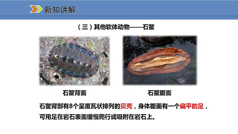 人教版生物八年级上册课件5.1.3 软体动物和节肢动物第7页