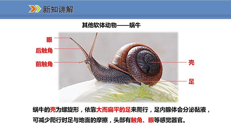 人教版生物八年级上册课件5.1.3 软体动物和节肢动物第8页