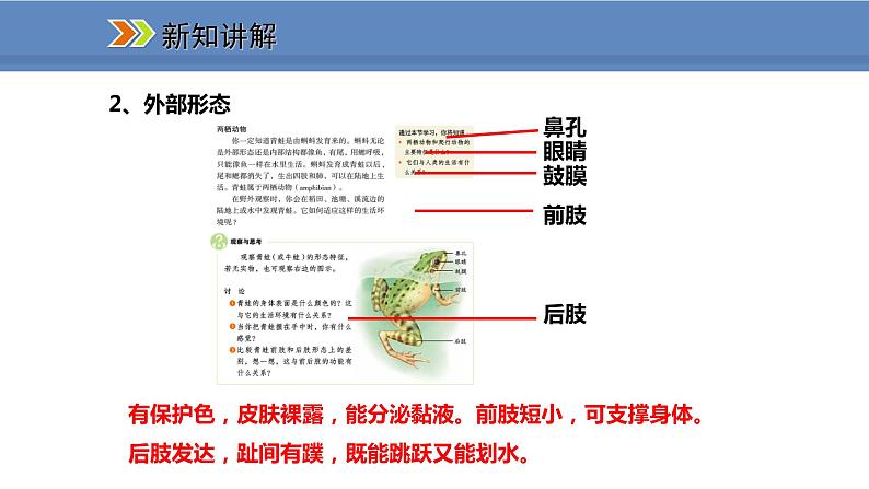 人教版生物八年级上册课件5.1.5 两栖动物和爬行动物04