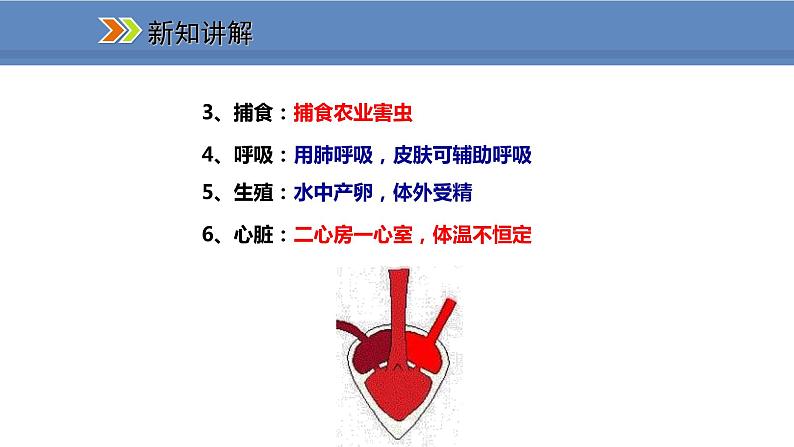 人教版生物八年级上册课件5.1.5 两栖动物和爬行动物05