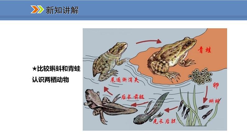 人教版生物八年级上册课件5.1.5 两栖动物和爬行动物06