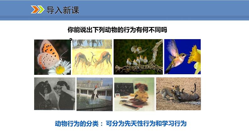 人教版生物八年级上册课件5.2.2 先天性行为和学习行为02