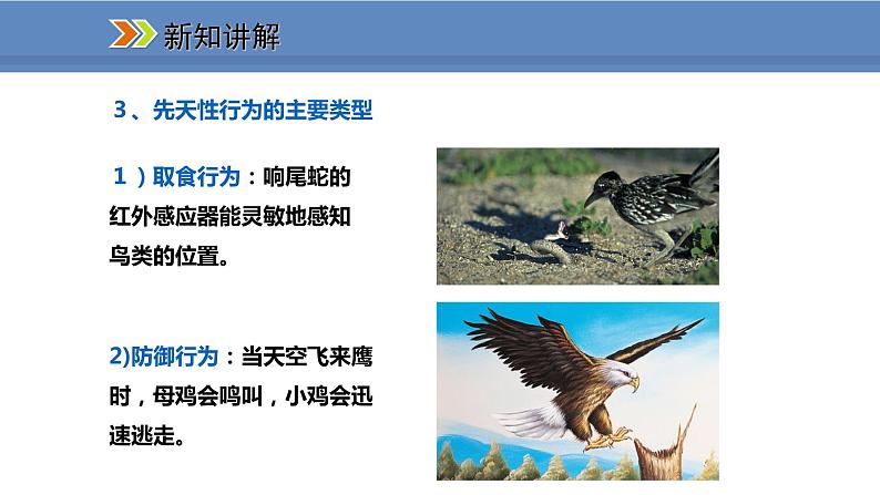 人教版生物八年级上册课件5.2.2 先天性行为和学习行为05