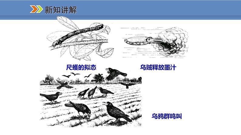 人教版生物八年级上册课件5.2.2 先天性行为和学习行为06