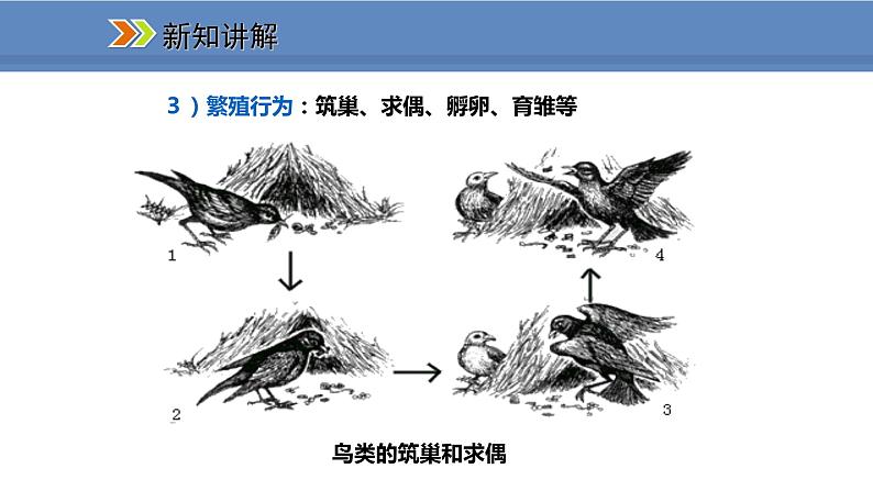 人教版生物八年级上册课件5.2.2 先天性行为和学习行为07