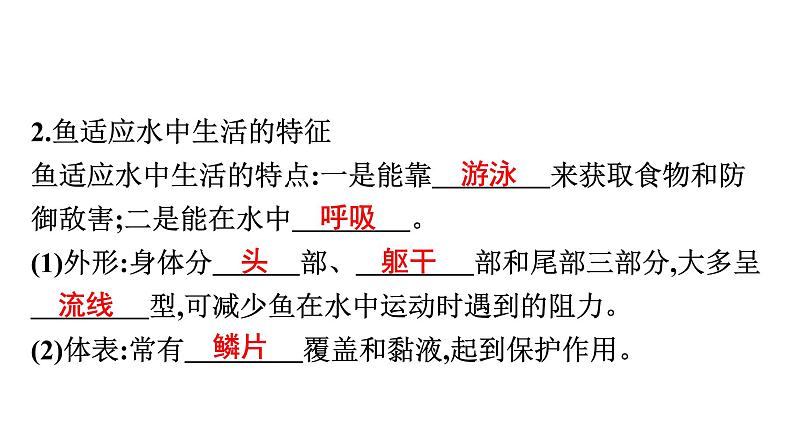 人教版生物八年级上册5.1.4 鱼 课件07