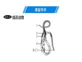 人教版生物八年级上册5.1.2 线形动物和环节动物 课件