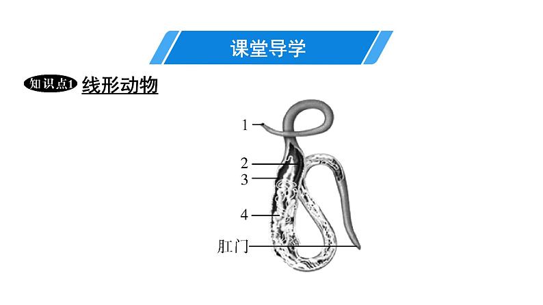 人教版生物八年级上册5.1.2 线形动物和环节动物 课件04