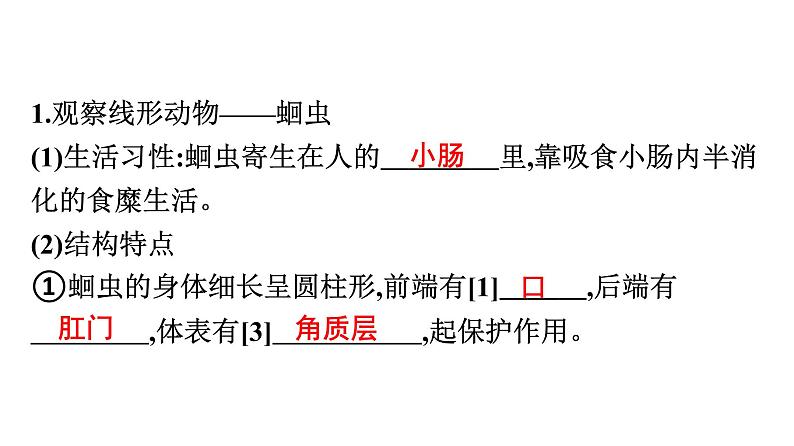 人教版生物八年级上册5.1.2 线形动物和环节动物 课件05