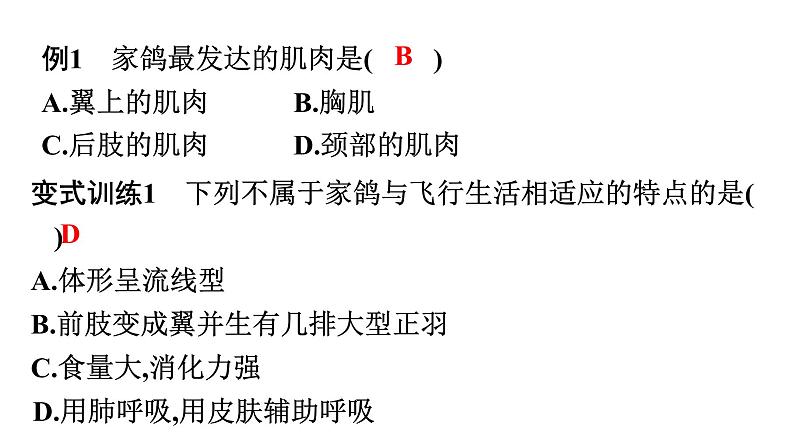 人教版生物八年级上册5.1.6 鸟 课件08