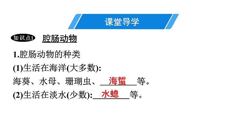 人教版生物八年级上册5.1.1 腔肠动物和扁形动物 课件04