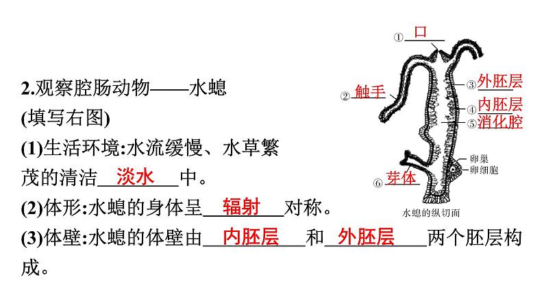 人教版生物八年级上册5.1.1 腔肠动物和扁形动物 课件05