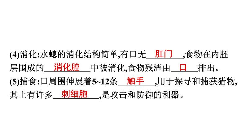 人教版生物八年级上册5.1.1 腔肠动物和扁形动物 课件06